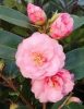 Camelia Japonica "Spring Festival" - Japán Kamélia