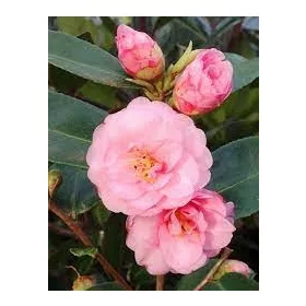 Camelia Japonica "Spring Festival" - Japán Kamélia