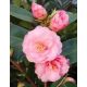 Camelia Japonica "Spring Festival" - Japán Kamélia