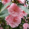 Camelia Japonica "Spring Festival" - Japán Kamélia