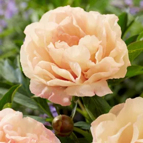 Paeonia Itoh "Orange" - Hibrid bazsarózsa