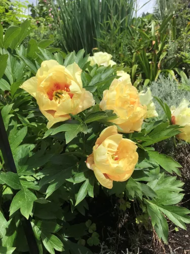 Paeonia Itoh "Orange" - Hibrid bazsarózsa