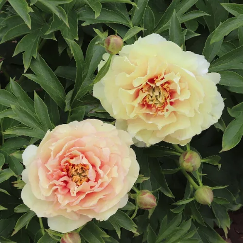 Paeonia Itoh "Orange" - Hibrid bazsarózsa