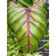 Elefántfül - Colocasia Schott Pharaohs Mask Red