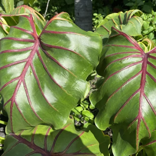 Elefántfül - Colocasia Schott Pharaohs Mask Red