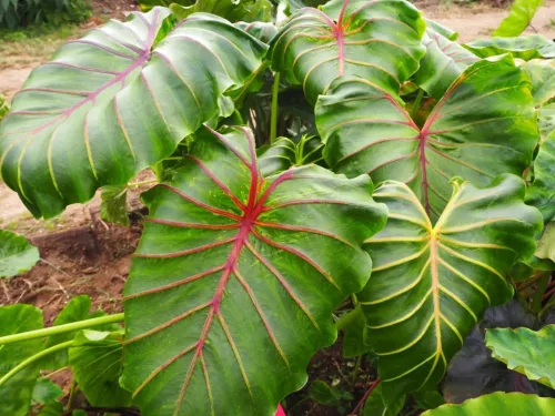 Elefántfül - Colocasia Schott Pharaohs Mask Red