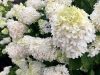 Bugás hortenzia - Hydrangea Paniculata "Grandiflora" - cs9