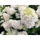 Bugás hortenzia - Hydrangea Paniculata "Grandiflora" - cs9