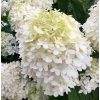 Bugás hortenzia - Hydrangea Paniculata "Grandiflora" - cs9