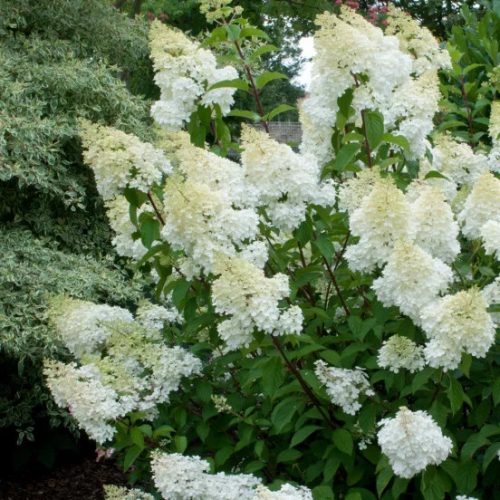 Bugás hortenzia - Hydrangea Paniculata "Grandiflora" - cs9