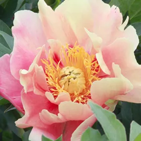   Paeonia Itoh "Julia Rose" - Itoh Bazsarózsa hibrid-K4