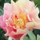 Paeonia Itoh "Julia Rose" - Itoh Bazsarózsa hibrid-K4