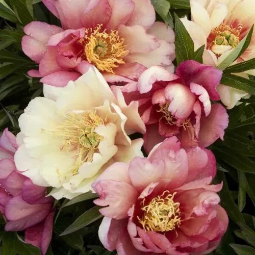 Paeonia Itoh "Julia Rose" - Itoh Bazsarózsa hibrid-K4