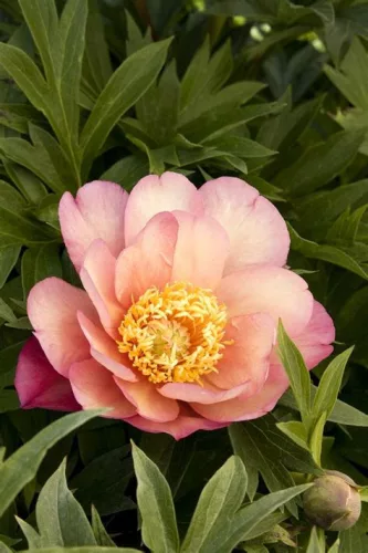 Paeonia Itoh "Julia Rose" - Itoh Bazsarózsa hibrid-K4