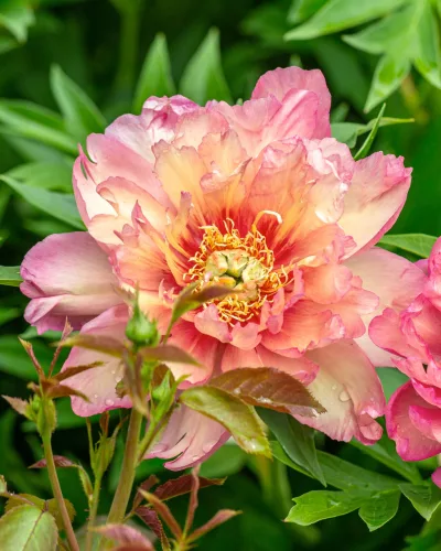 Paeonia Itoh "Julia Rose" - Itoh Bazsarózsa hibrid-K4