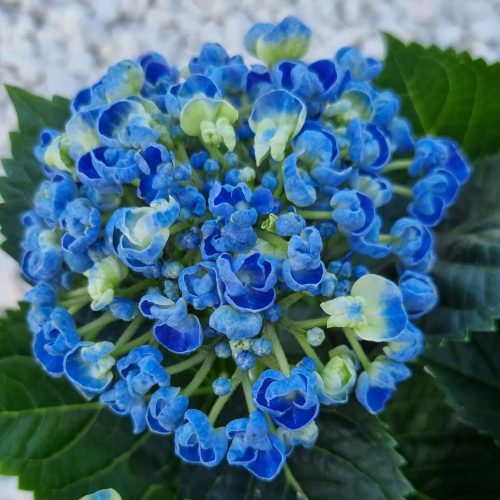 Kerti hortenzia - Hydrangea macrophylla 'Curly Wurly Blue"