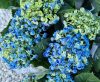 Kerti hortenzia - Hydrangea macrophylla 'Curly Wurly Blue"