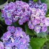 Kerti hortenzia - Hydrangea macrophylla 'Curly Wurly Blue"