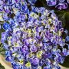 Kerti hortenzia - Hydrangea macrophylla 'Curly Wurly Blue"