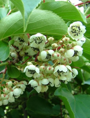 Porzós mini kivi - Actinidia arguta 'Weiki Male'
