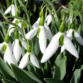 Kikeleti hóvirág - Galanthus nivalis