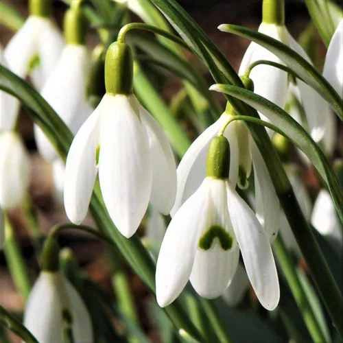 Kikeleti hóvirág - Galanthus nivalis