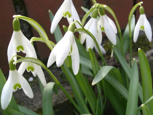 Kikeleti hóvirág - Galanthus nivalis