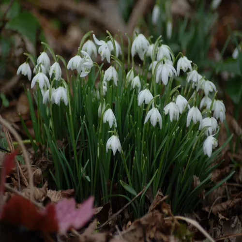 Kikeleti hóvirág - Galanthus nivalis