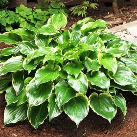 Árnyékliliom - Hosta 'Sugar and Spice'