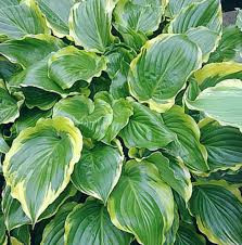Árnyékliliom - Hosta 'Sugar and Spice'