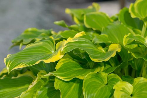 Árnyékliliom - Hosta 'Sugar and Spice'
