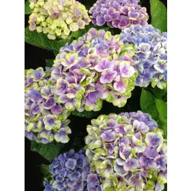 Kerti Hortenzia " Magical Amethyst blue" - Hydrangea macrophylla