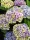 Kerti Hortenzia " Magical Amethyst blue" - Hydrangea macrophylla