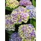 Kerti Hortenzia " Magical Amethyst blue" - Hydrangea macrophylla