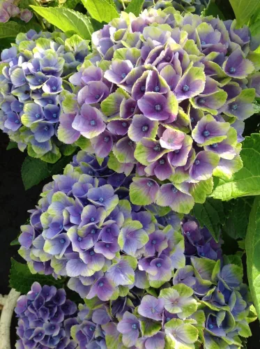 Kerti Hortenzia " Magical Amethyst blue" - Hydrangea macrophylla