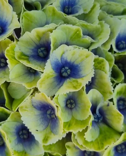 Kerti Hortenzia " Magical Amethyst blue" - Hydrangea macrophylla
