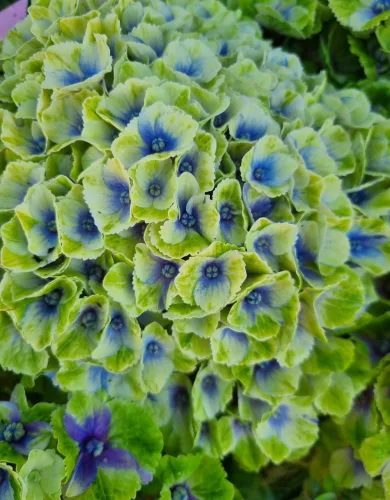 Kerti Hortenzia " Magical Amethyst blue" - Hydrangea macrophylla