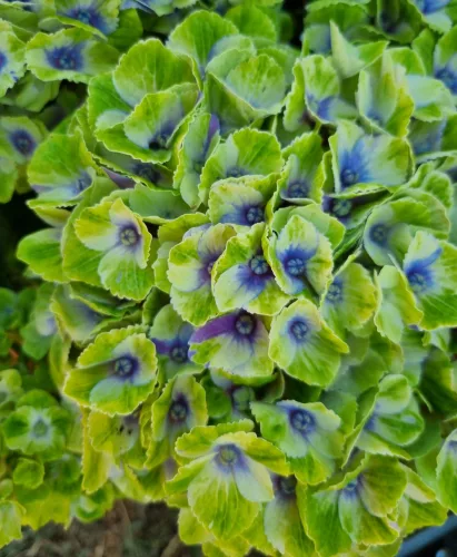 Kerti Hortenzia " Magical Amethyst blue" - Hydrangea macrophylla