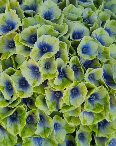 Kerti Hortenzia " Magical Amethyst blue" - Hydrangea macrophylla