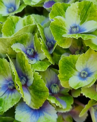 Kerti Hortenzia " Magical Amethyst blue" - Hydrangea macrophylla