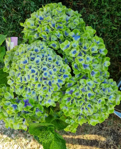 Kerti Hortenzia " Magical Amethyst blue" - Hydrangea macrophylla
