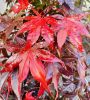 Japán juhar - Acer palmatum "Bloodgood"