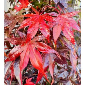 Japán juhar - Acer palmatum "Bloodgood"
