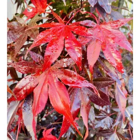 Japán juhar - Acer palmatum "Bloodgood"