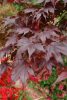 Japán juhar - Acer palmatum "Bloodgood"