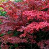 Japán juhar - Acer palmatum "Bloodgood"