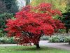 Japán juhar - Acer palmatum "Bloodgood"