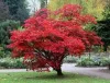 Japán juhar - Acer palmatum "Bloodgood"