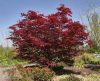 Japán juhar - Acer palmatum "Bloodgood"