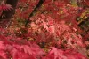Japán juhar - Acer palmatum "Bloodgood"